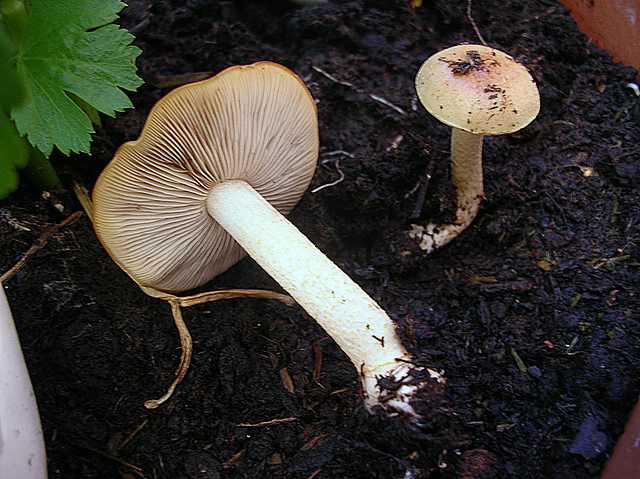 Pholiota spec. (cfr. Pholiota mixta)